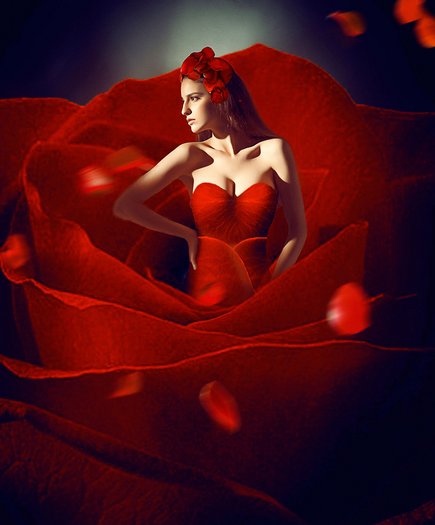 Zhang Jintao | China | rose Zhang Jintao | China | rose